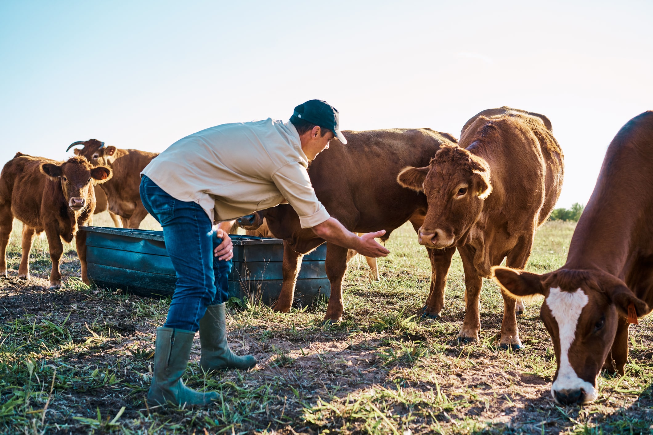 Cattle farmer feeding a herd of cows on an organic and sustainable farm outdoors on a sunny day. A caring agriculture expert or animal lover breeding livestock and taking care of it of farmland